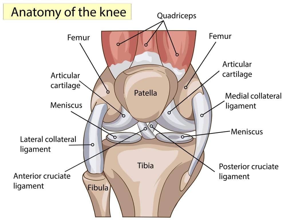 anatomy of the knee